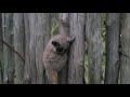 Tiny Bush Baby Learns to Jump