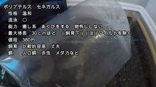 【熱帯魚】初めてのポリプテルス水槽　幼魚から飼育　セネガルス