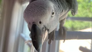 Symon is practicing her words and sounds this afternoon💕#symontheafricangreyparrot #talkingparrot