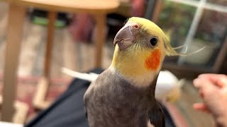 The cockatiels suddenly rushed towards me for some reason! It was an attack! / Cockatiel Fun