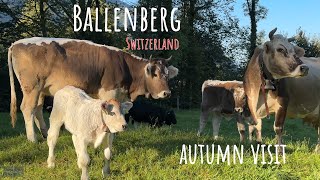 Things to do in Switzerland - Visit the Open-Air Museum Ballenberg 4K