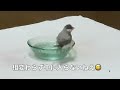 桜文鳥ほーちゃんの変な水浴び　水浴びした気分の桜文鳥　文鳥動画