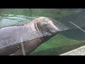 加茂水族館４k　　＃くらげ　　＃加茂水族館　　＃４k