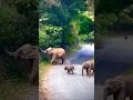 tamilsong cuteanimals elephant എത്ര ക്യൂട്ട് ആണ് ഇവരെ കാണാൻ ❤️❤️❤️❤️❤️😘😘