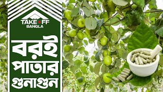 বড়ই পাতার উপকারিতা | বড়ই পাতার গুণাগুণ | প্রতিদিন ২টি করে বড়ই পাতা খাবেন | boroi patar upokarita