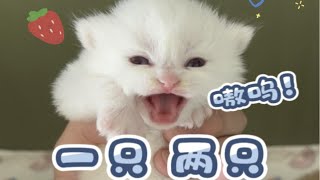 一窝猫为什么三个品种，有长毛有短毛？