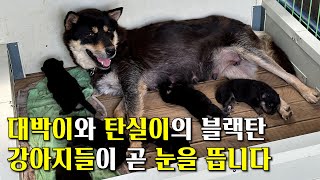 블랙탄 진돗개 부부 떠오르는 샛별 대박이와 미녀 탄실이의 진돗개 강아지들이 곧 눈을 뜹니다