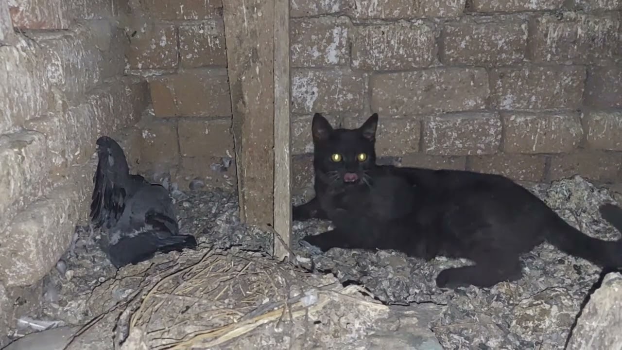 This Cat Was Abandoned: What's Happens Now Will Shock You - YouTube