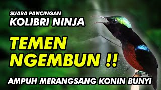 PANCINGAN PALING AMPUH BIKIN KONIN BUNYI