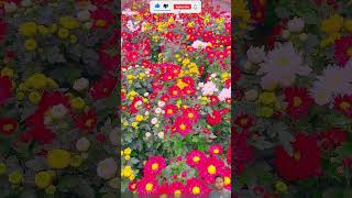 colorful flower field💖💫 | beautiful flowers pictures🌷🦋 #rosegarden 🌴🌲 #flowersgardentour #shorts