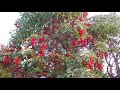 pacific madrona tree with berries