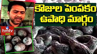 కౌజుల పెంపకం ఉపాధి మార్గం | Huge Income in Quail Farms | hmtv Agri