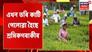 Dhemaji Tea Factory Incident | ধেমাজিৰ কলঘৰৰ মেচিনত সোমাই গুৰুতৰভাৱে আহত শ্ৰমিক | Assam News