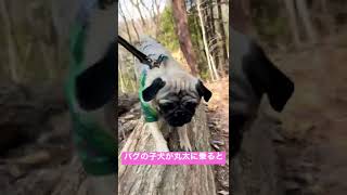 丸太に乗ったパグの仔犬の顔がたまらない😍💕✨_pug131