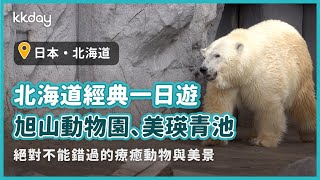 【日本旅遊攻略】北海道旭山動物園一日遊，輕鬆享受療癒動物和絕美風景｜KKday