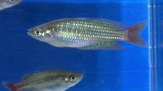 DEEPWATER CREEK EASTERN RAINBOWFISH (Melanotaenia splendida splendida)