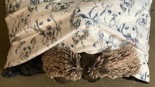 How to Make a Pet Bed With Cuddle® Minky Fabric (Puppy Pillow Sewing Tutorial)