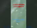 高知県須崎市野見漁港。 急上昇 釣り好き 高知 高知釣り ショアジギ 高知の釣り場 ヒラメ マゴチ 釣り初心者 釣り 堤防釣り サーフ フラットフィッシュ おかっぱり 青物 四国 釣行