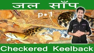 water snake checkered keel back | part 1  for our nature saving tube