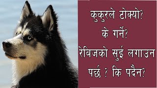 कुकुरले टोकेमा के गर्ने, dog bite management