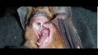 How bats spread disease