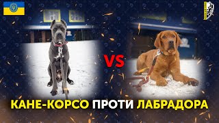 КАНЕ-КОРСО VS ЛАБРАДОР: ХТО КРАЩЕ? Школа для собак Dred