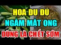 Bác sĩ Cảnh Báo: HOA ĐU ĐỦ NGÂM MẬT ONG CỰC ĐỘC, Dùng Theo Cách NGU XUẨN Này RƯỚC U.NG THƯ Vào Người