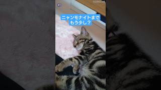 動物病院へ行く猫[我が家の猫あめちゃん]18日目#動物病院