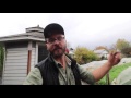 harvesting in poly low tunnels