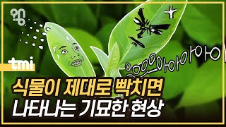 식물은 스트레스를 받으면 어떤 반응을 보일까?