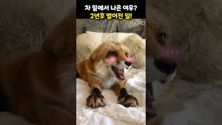 차 밑에 갇혀있던 여우를 구해줬더니, 2년후 상상도 못할 일이?!