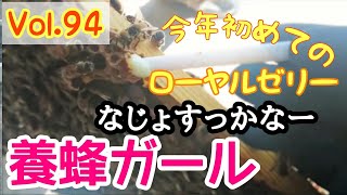 ”養蜂ガール” Vol.94 2020.4.11　今年初ローヤルゼリー！もう1つの王台は育てます