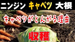 ＃9.【家庭菜園】ニンジン・キャベツ・大根の収穫\u00262021/2/1の畑の様子