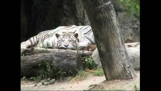 라떼는 에버랜드 백호 황호 2004년  white and yellow tiger in everland 2004