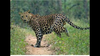 leopard a big,how big is a leopard,a leopard,leopard big