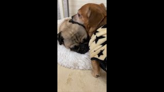 パグのお世話をやきたくて仕方がないチワックス【ショート動画】PUG and MIX  #shorts