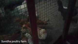 સવાર સવાર માં નીકળવા માટે બો ઉતાવળ કરે.  #chicken #chickenfarm #desipoultry