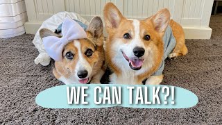 Best Talking Dog Videos (November 2022)