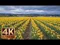 4K UHD Spring Flower Video   Skagit Valley Daffodils  Episode 2   Trailer