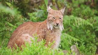 Animals \u0026 Wildlife 4K ULTRA HD / 4K TV • (No Sound) and Nature Beauty 4K TV