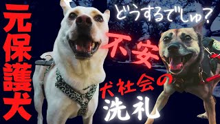 震える元保護犬の目の前に「陽気な明るい犬」が現れたら？！犬社会の洗礼を浴びた