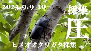 ［ヒメオオクワガタ採集］2023.9.9-10 採集圧