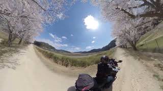 兵庫県多可町、杉原川沿いの桜