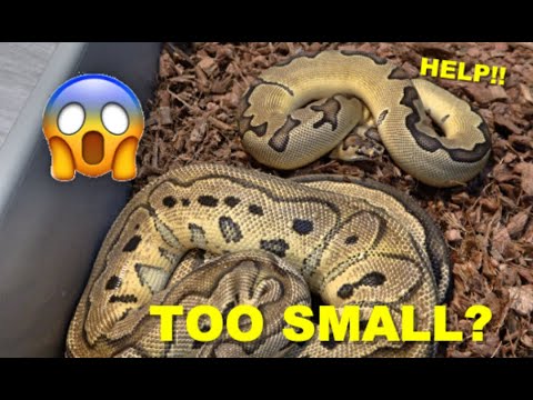 Breeding Ball Pythons! How To Breed Young Males! - YouTube