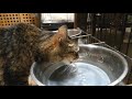 水を飲む猫とお構いなしのサモエド