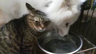 水を飲む猫とお構いなしのサモエド