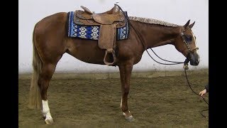 SHEZ A LOPIN STAR - 2016 AQHA ALL AROUND SHOW MARE BY A SUDDEN STAR