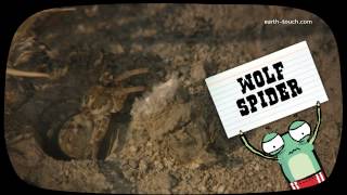 Funny Animals: Fat wolf spider gets stuck in its burrow