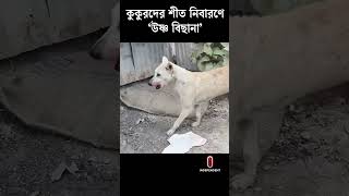 বেওয়ারিশ কুকুরদের শীত নিবারণে ’উষ্ণ বিছানা’