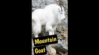 Canada's Daring Climber: The Mountain Goat